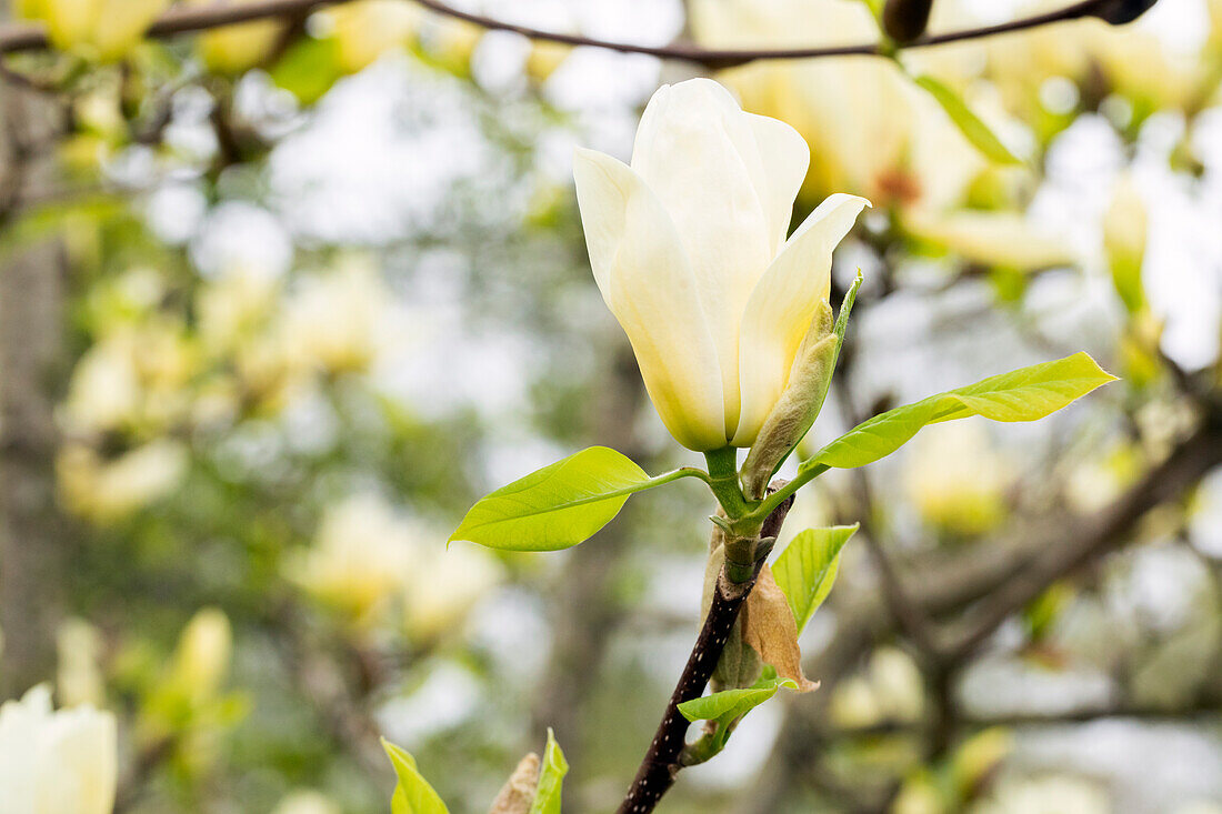 Magnolia, yellow