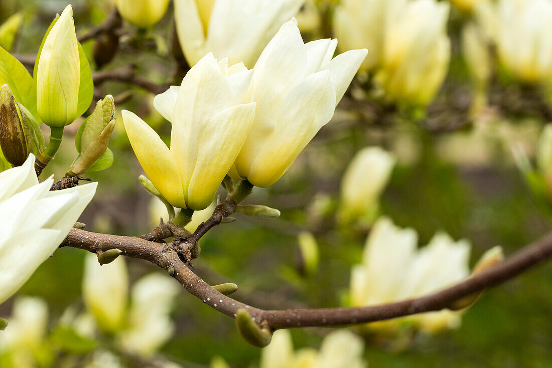 Magnolia, yellow