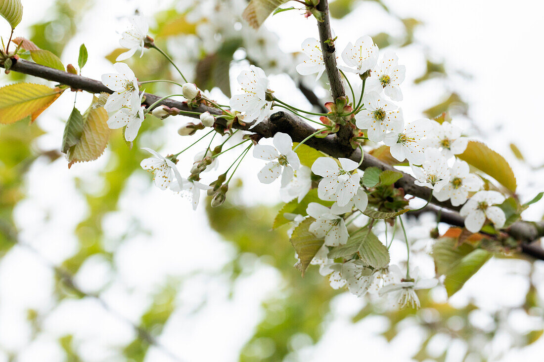 Prunus avium