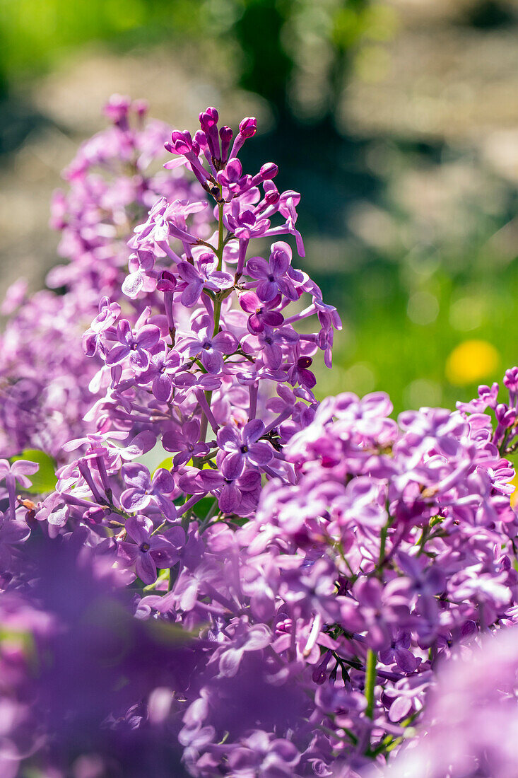 Syringa vulgaris