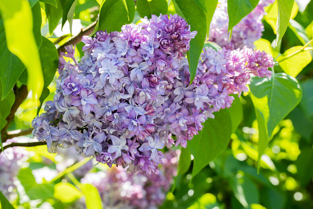 Syringa vulgaris 'Nadeshda'