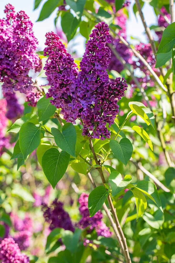 Syringa vulgaris 'In memory of Ludwig Späth' (German)