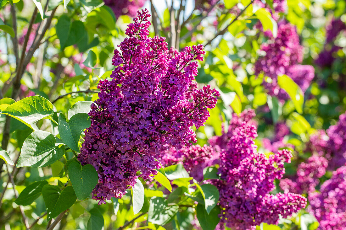 Syringa vulgaris 'In memory of Ludwig Späth' (German)