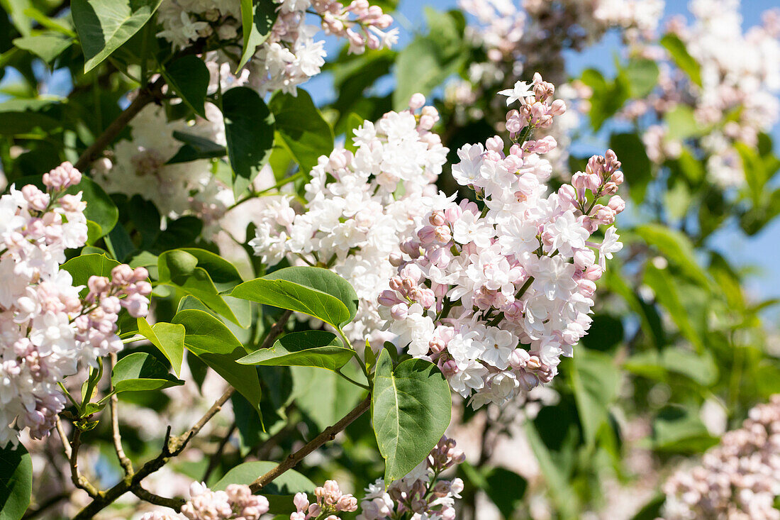 Syringa vulgaris 'Beauty of Moscow