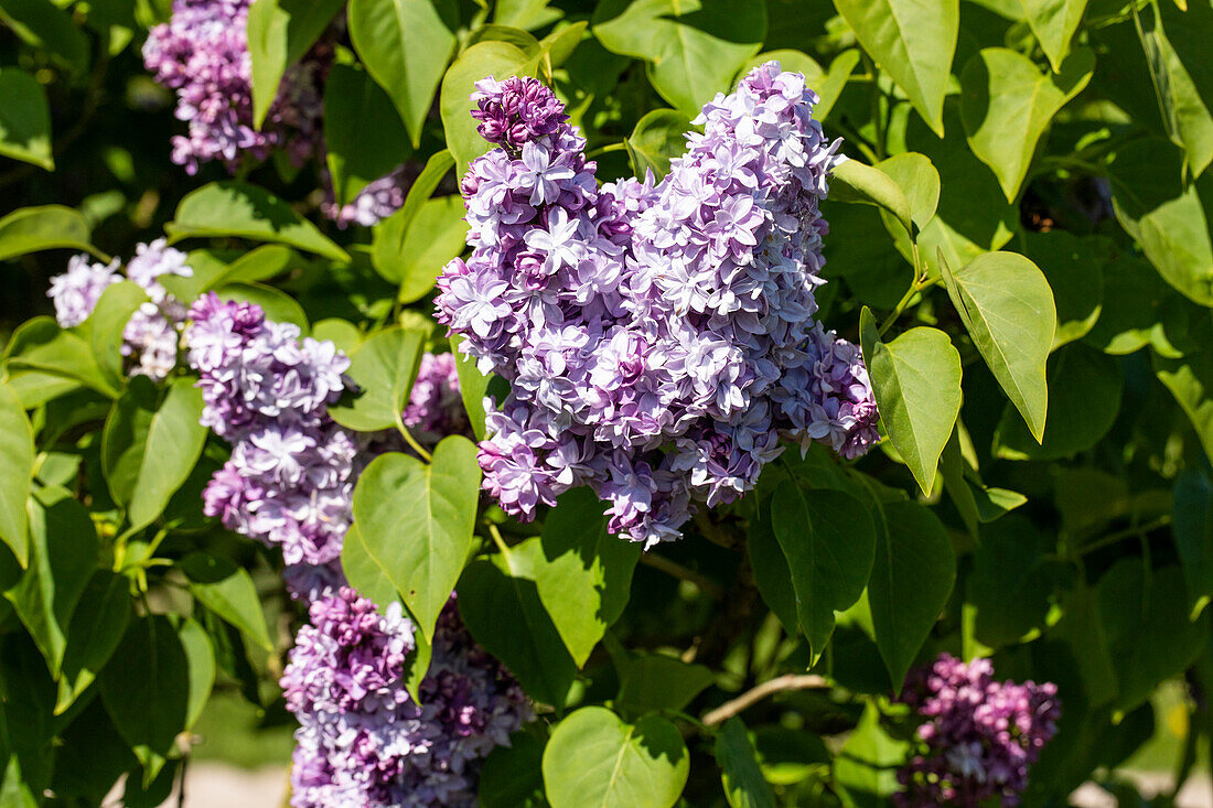 Syringa vulgaris 'Nadeshda' (German)