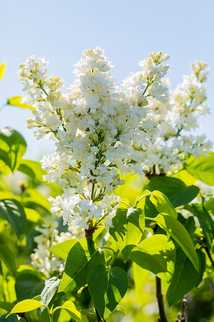 Syringa vulgaris 'Mme Lemoine'