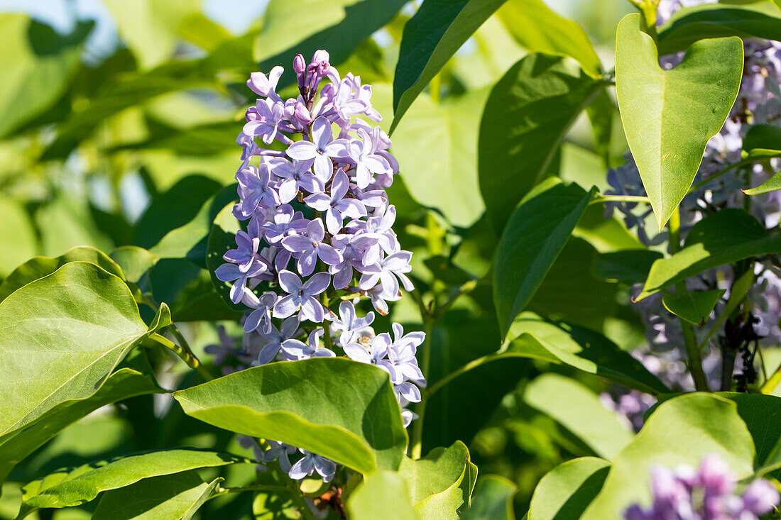 Syringa vulgaris 'President Lincoln'