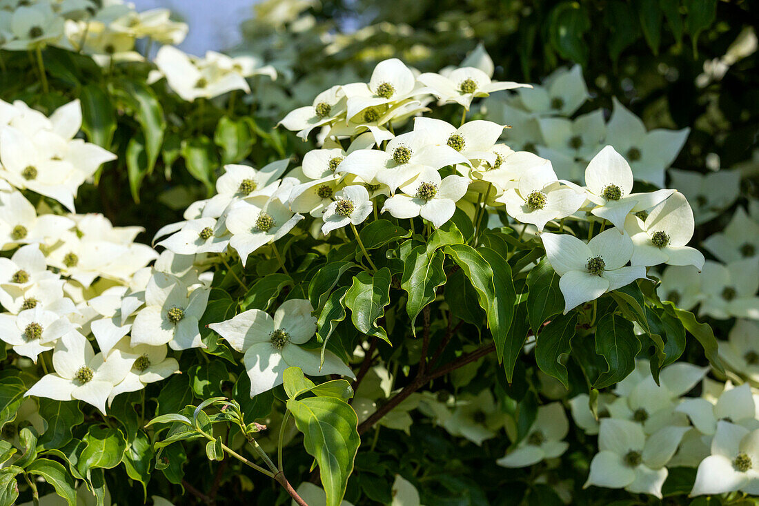 Cornus kousa 'Milky Way' chinensis