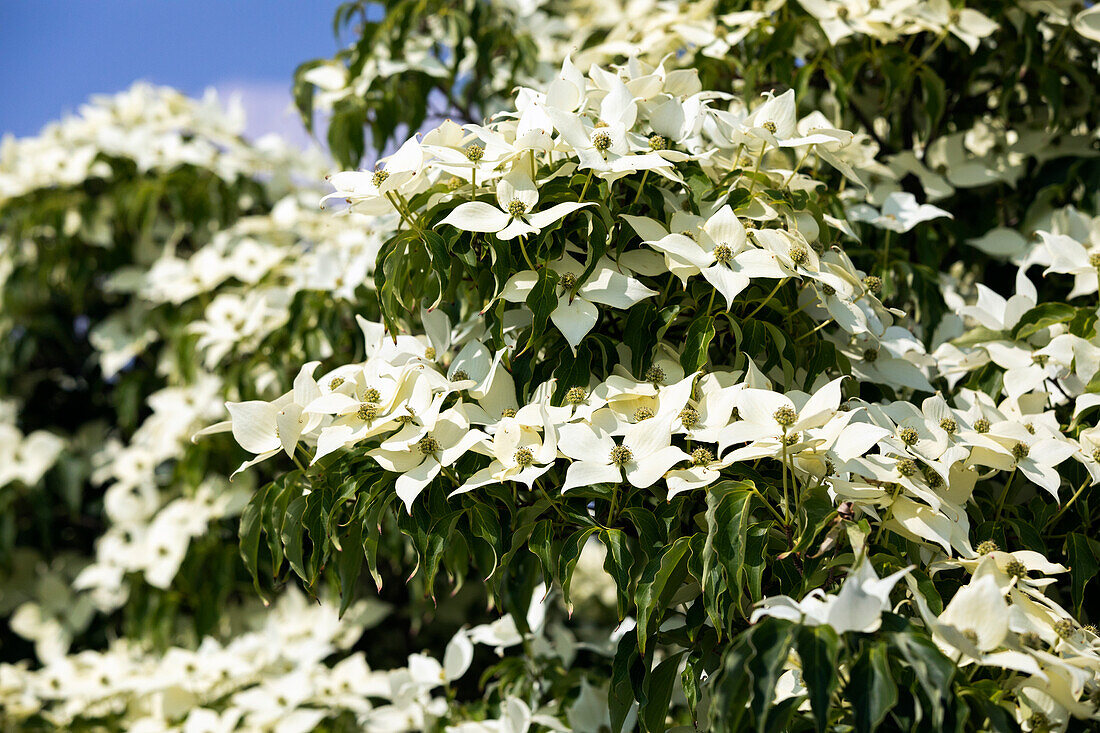 Cornus kousa chinensis 'China Girl'