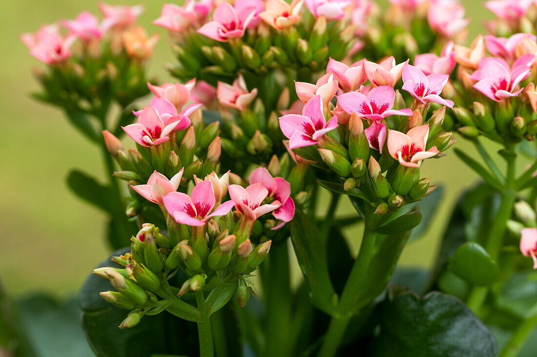 Kalanchoe blossfeldiana, pink
