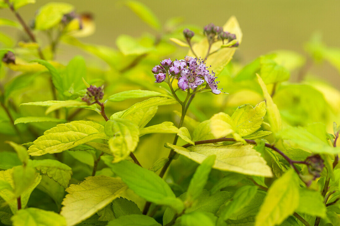 Spiraea japonica Sparkling Champagne