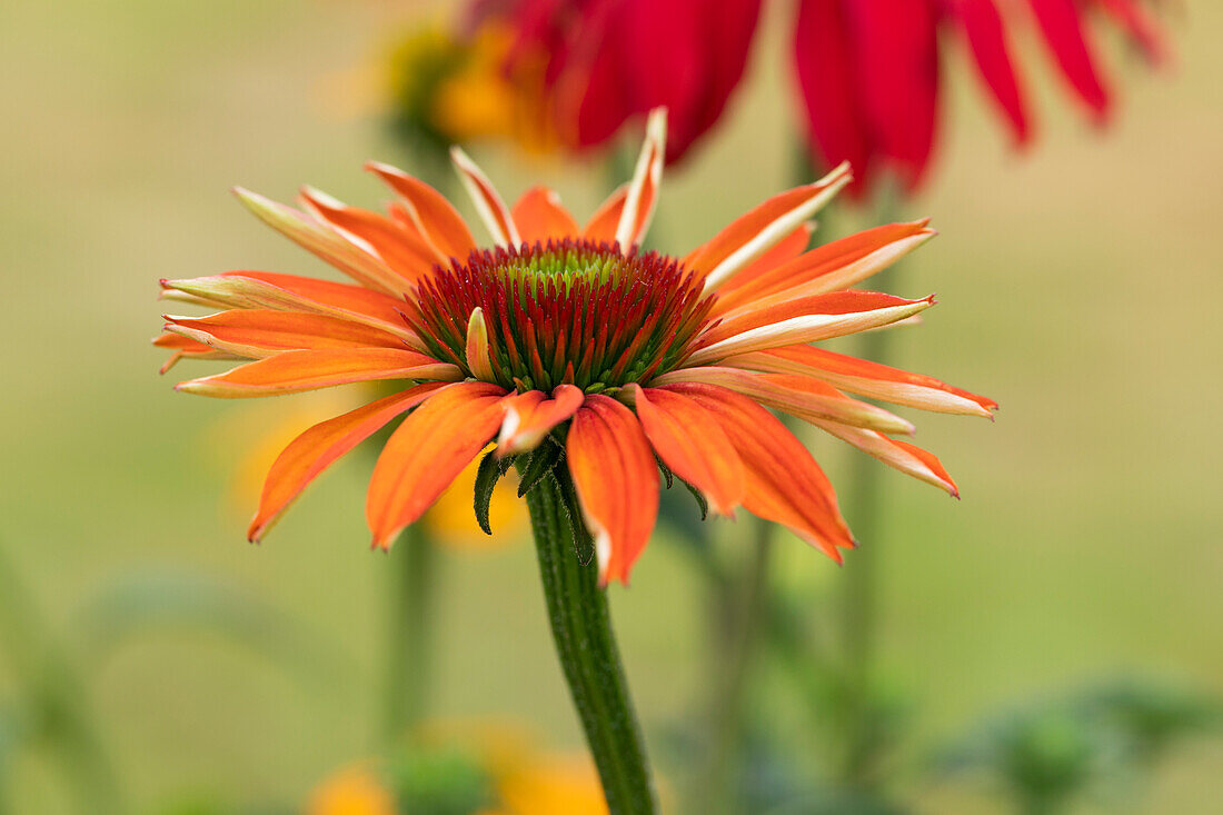 Echinacea purpurea, orange