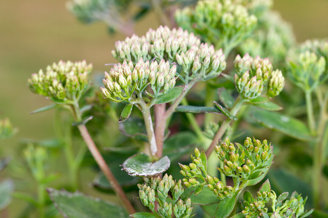 Sedum Telephium hybrid