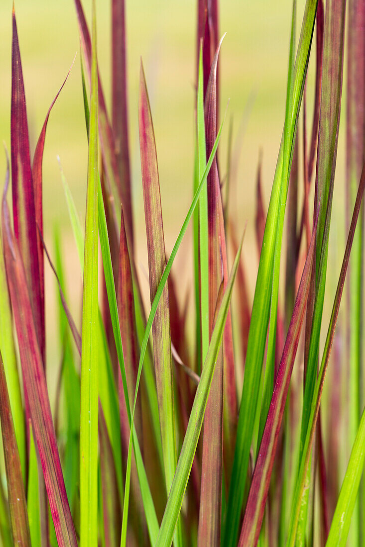 Pennisetum setaceum 'Rubrum'