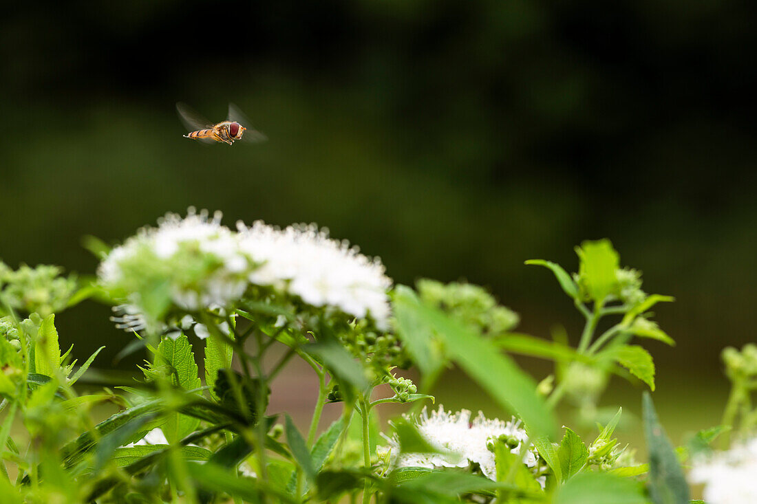 Schwebfliege über Spiraea