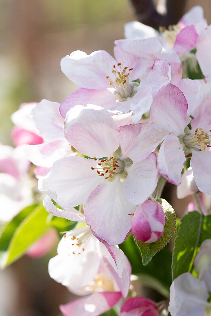 Malus domestica 'Regali'®