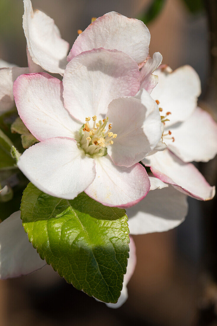 Malus domestica 'Golden Parmaine