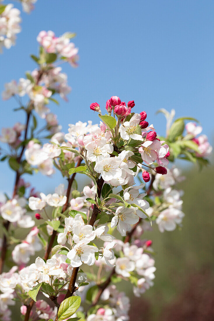 Malus 'Evereste'®