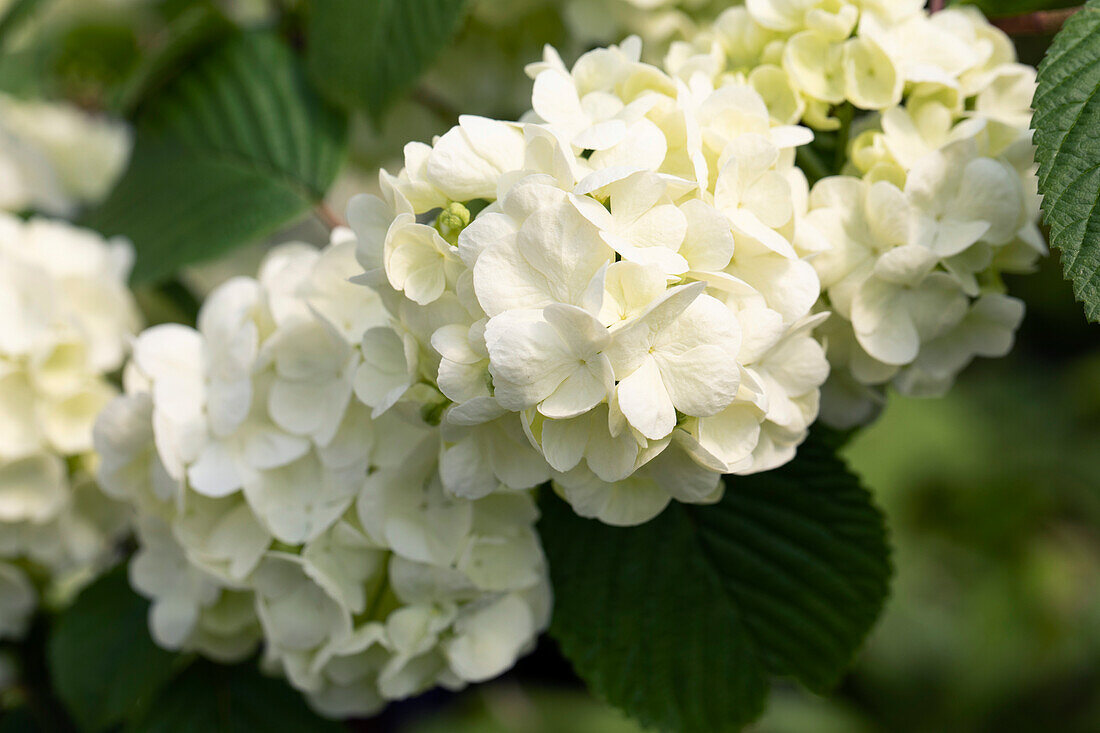 Viburnum plicatum Popcorn