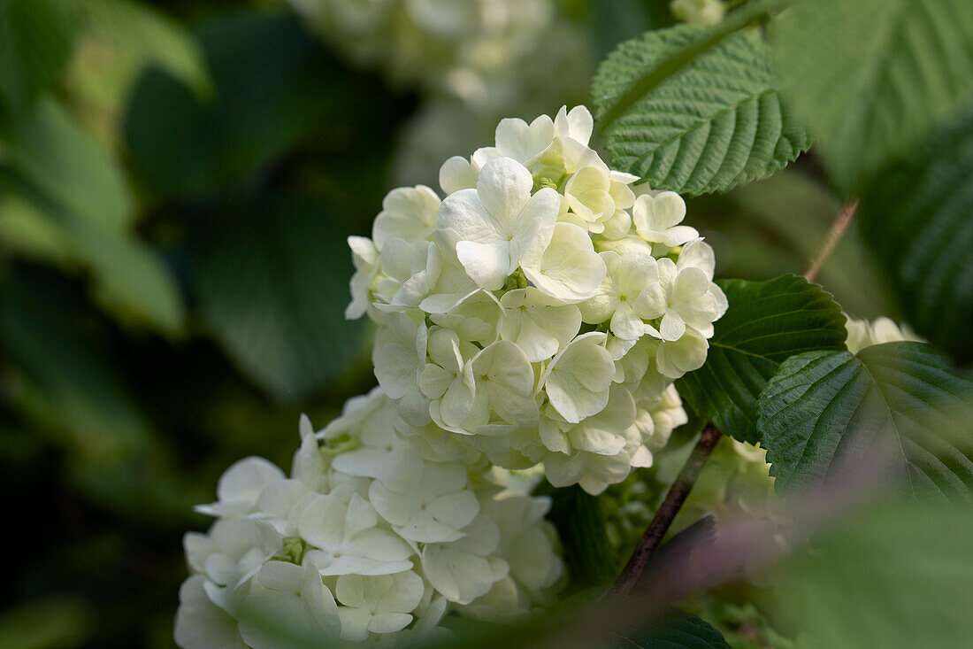 Viburnum plicatum Popcorn