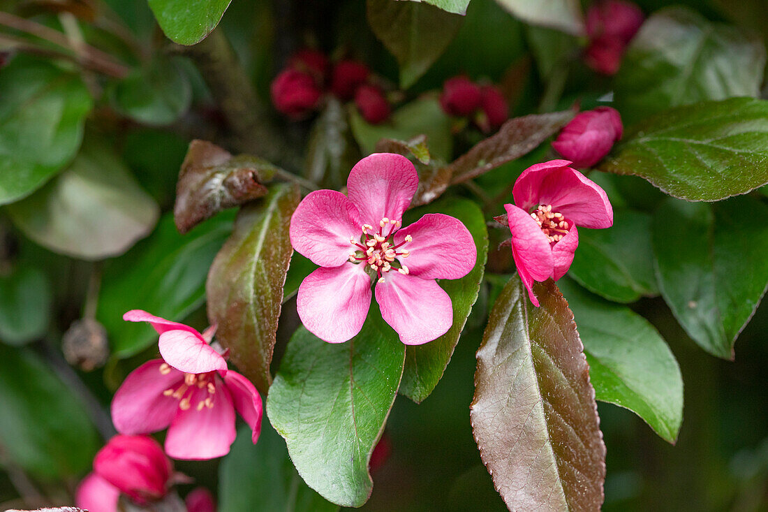 Malus 'Scarlet'