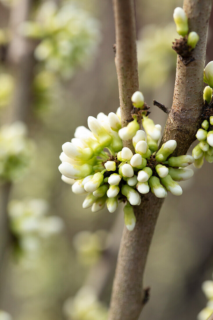 Cercis chinensis 'Shirobana'