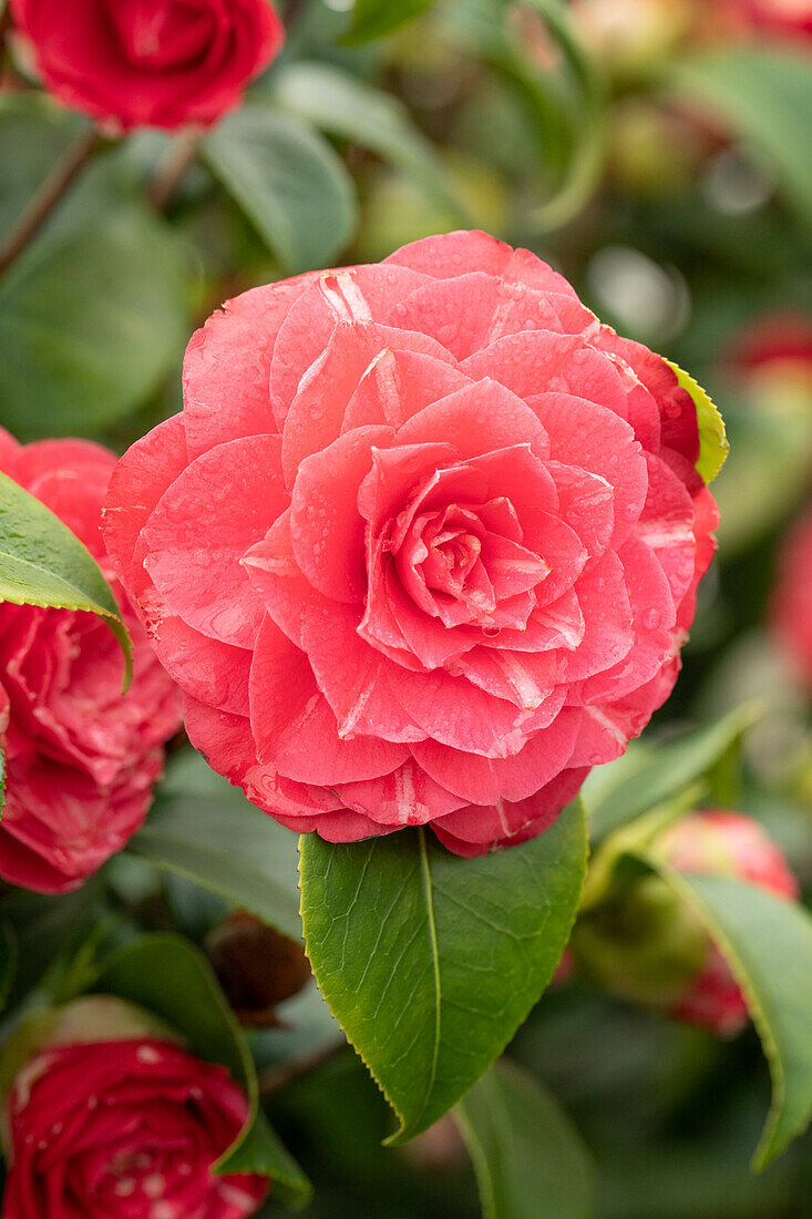 Camellia japonica