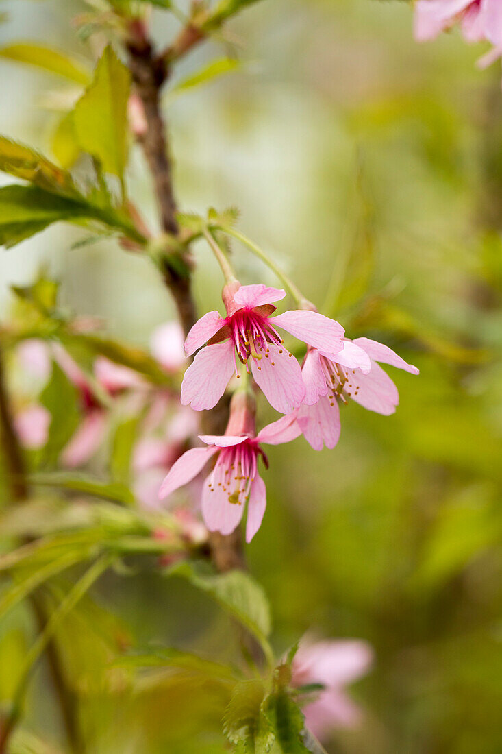 Prunus incisa 'Paean'