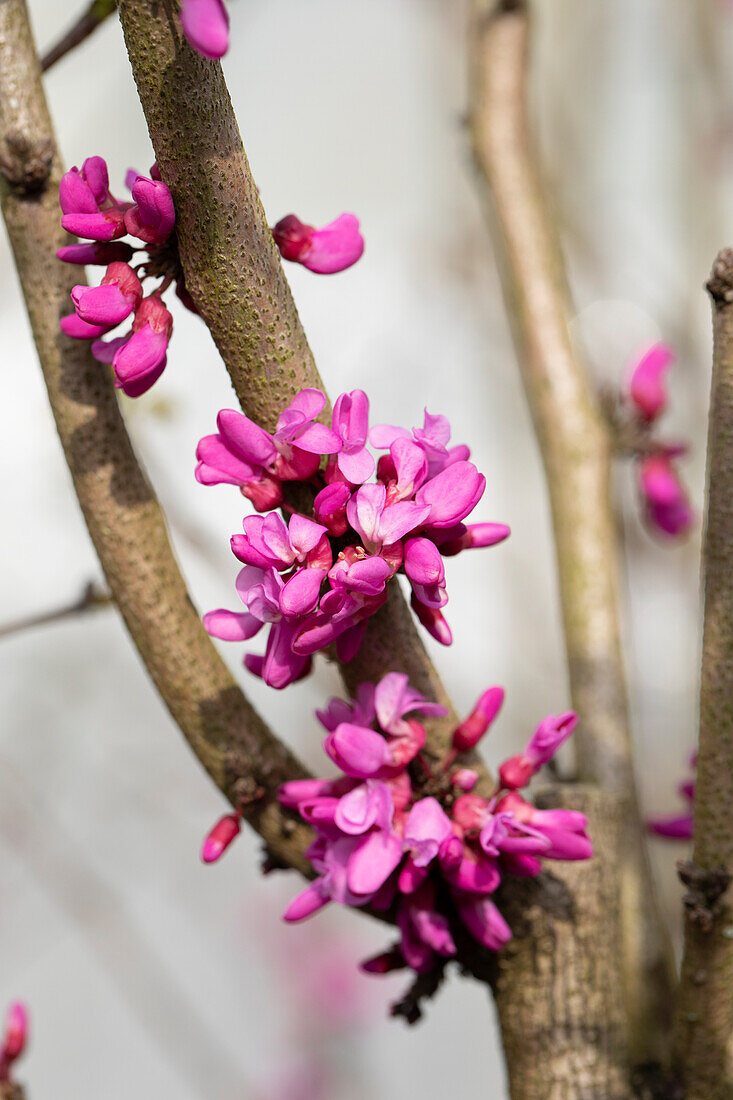 Cercis chinensis 'Avondale'