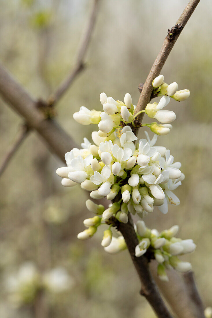 Cercis chinensis 'Shirobana'.