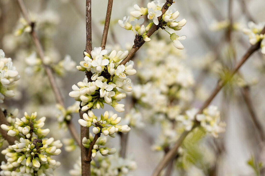 Cercis chinensis 'Shirobana'