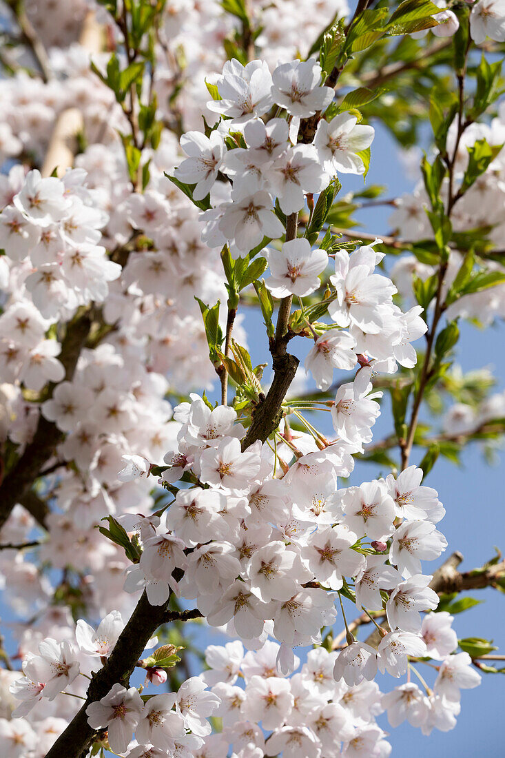 Prunus x yedoensis