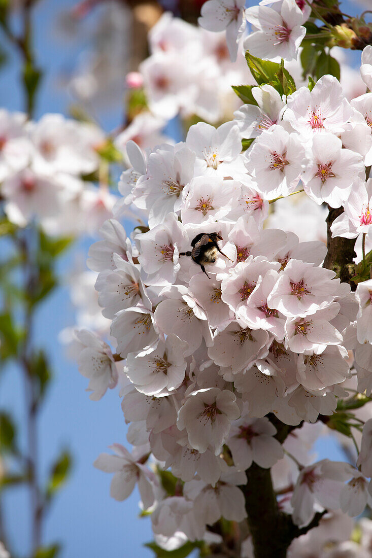 Prunus x yedoensis