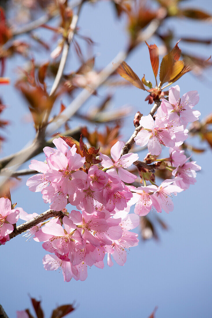 Prunus sargentii