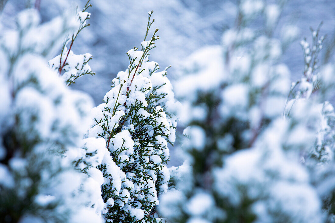 Thuja with snow