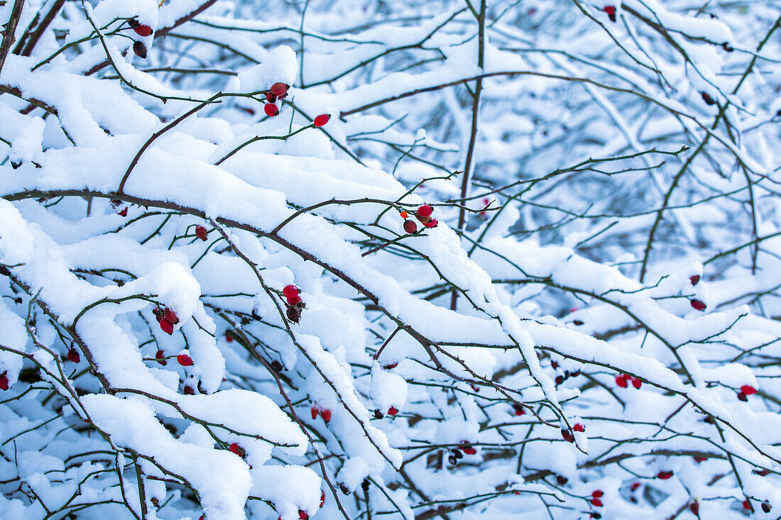 Rose hips in the snow