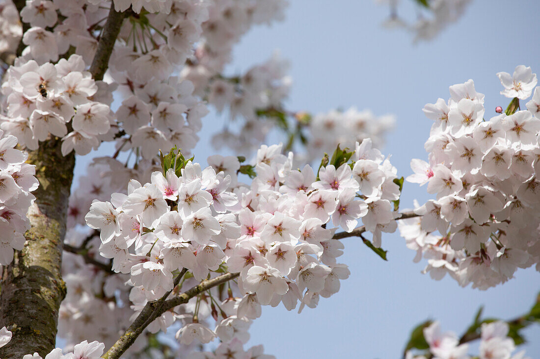 Prunus x yedoensis