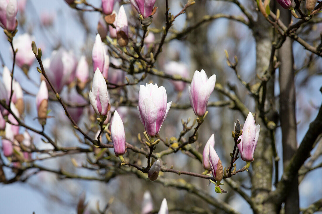 Magnolia x soulangiana 'Heaven Scent'