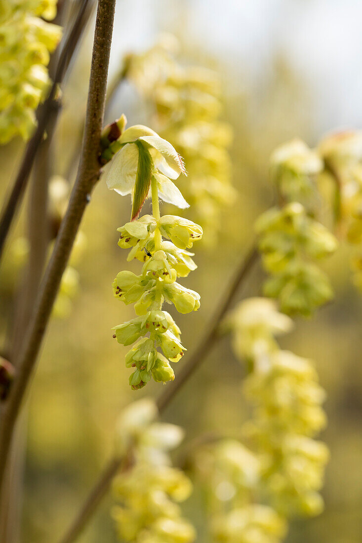 Corylopsis spicata