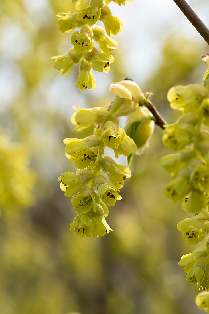 Corylopsis spicata