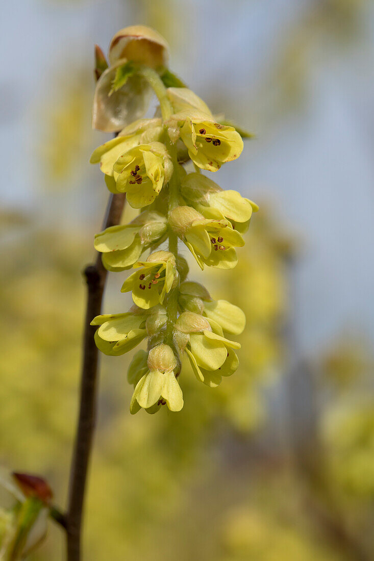 Corylopsis spicata