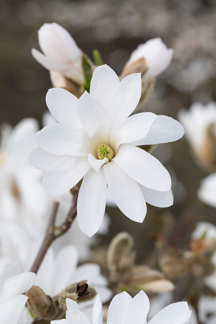 Magnolia stellata 'Royal Star'