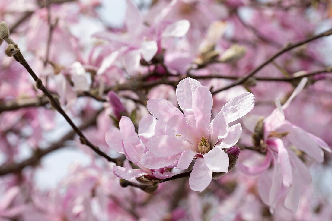 Magnolia x loebneri