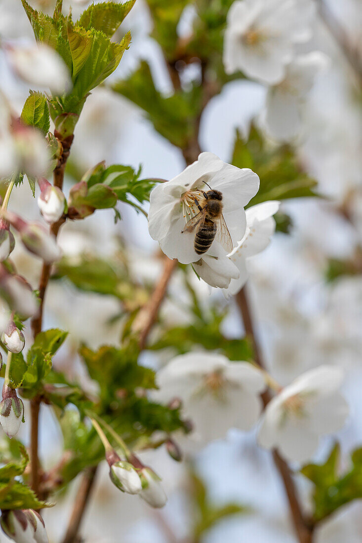 Prunus incisa 'Umineko'