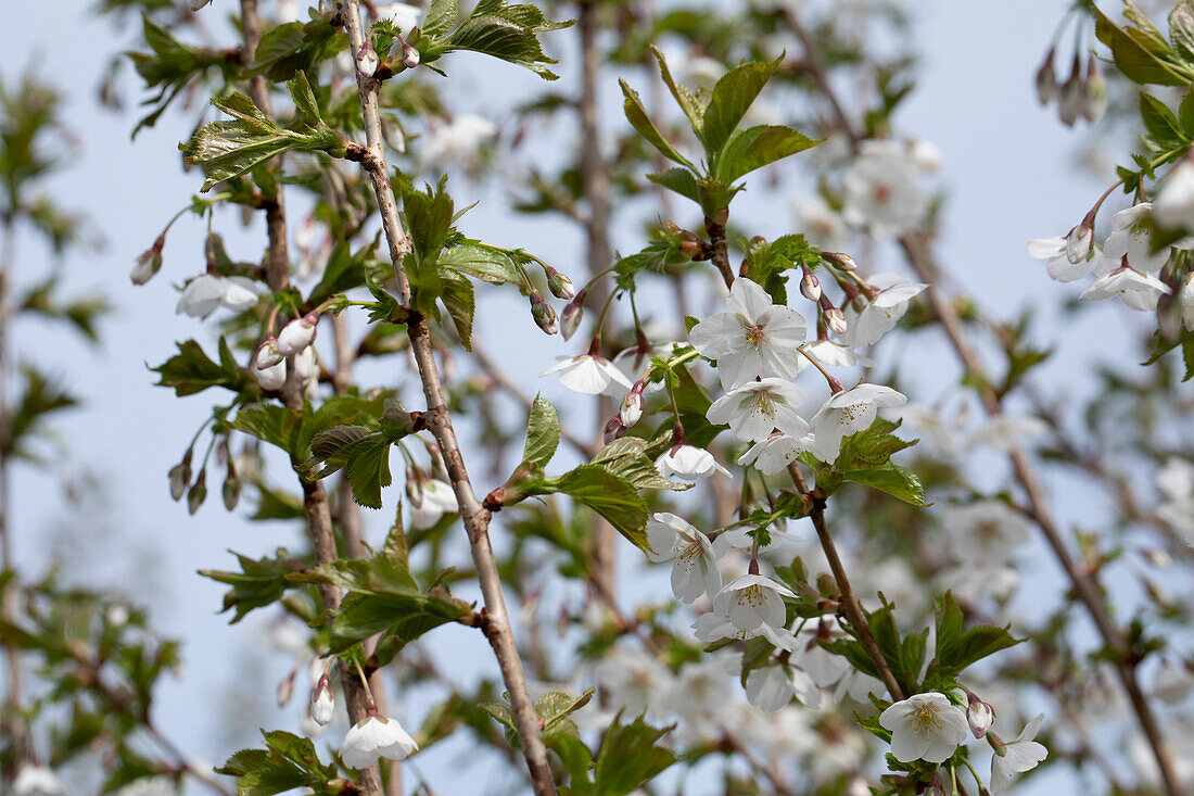 Prunus incisa 'Umineko'