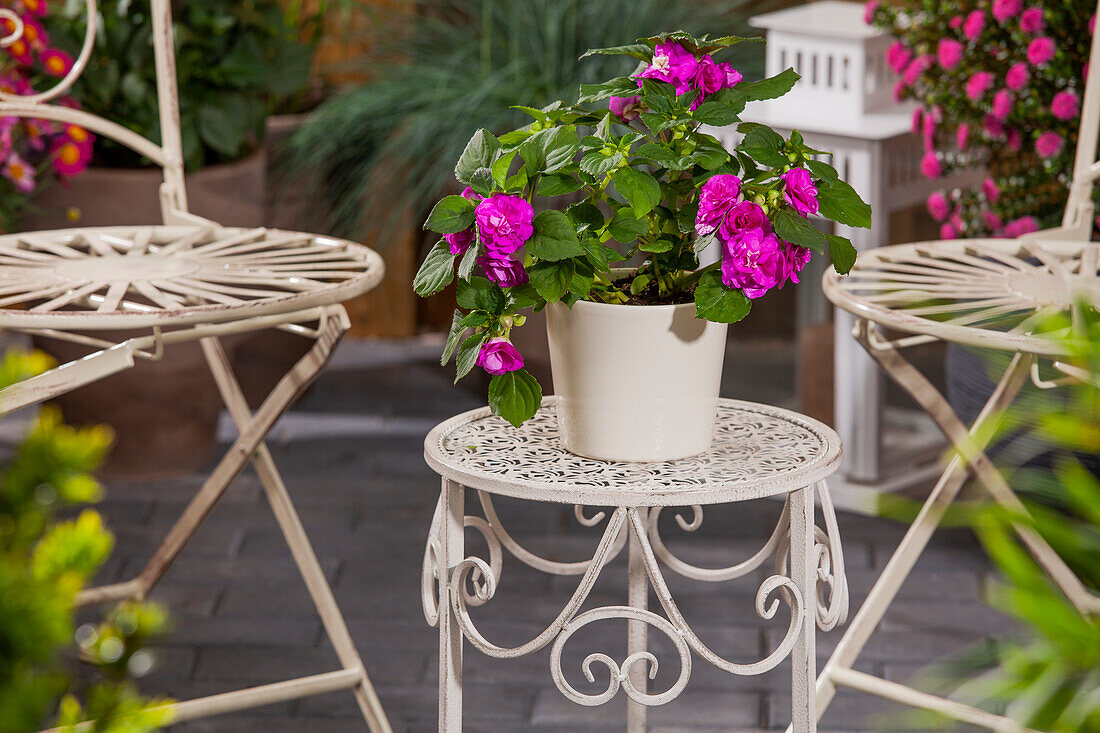 Impatiens walleriana, stuffed flowers