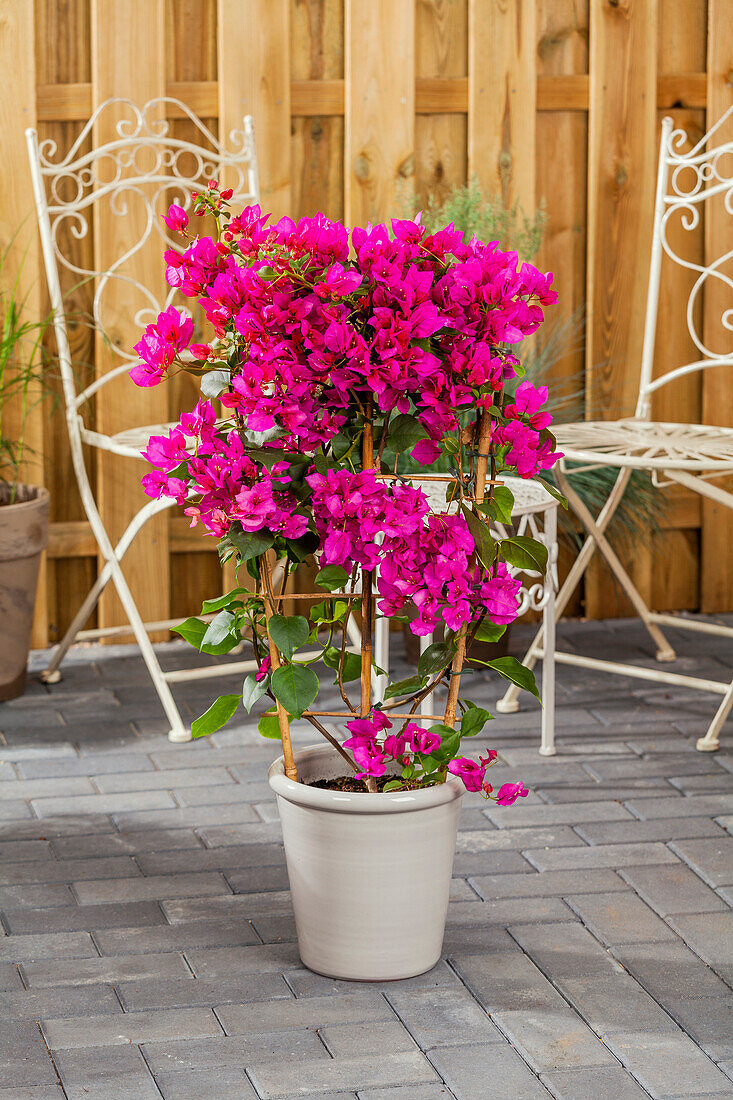 Bougainvillea, Spalier