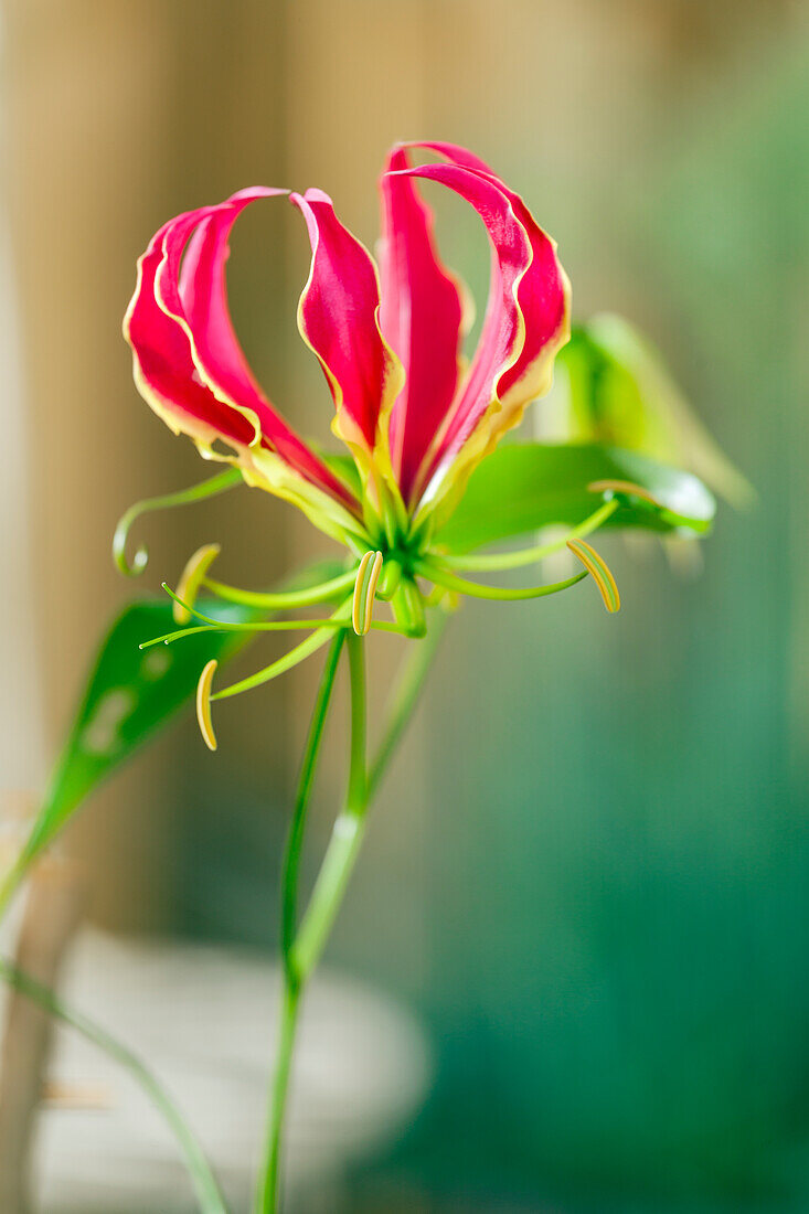 Gloriosa superba 'Rothschildiana'