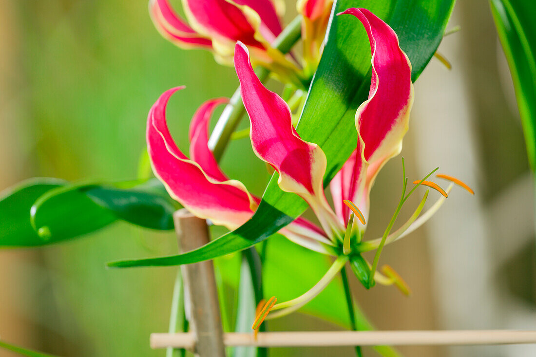 Gloriosa superba 'Rothschildiana