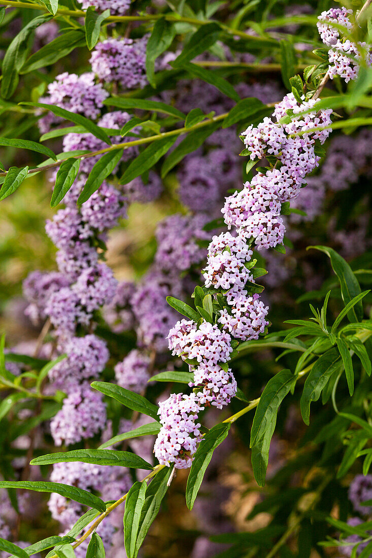 Buddleja alternifolia